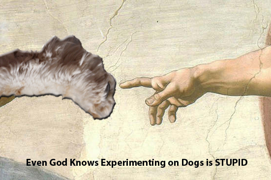 Puppy and God hand image.